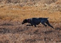 Missouri River Kennels Gsps photo gallery.