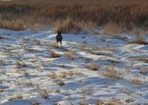 Missouri River Kennels Gsps photo gallery.