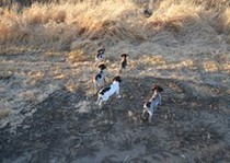 Missouri River Kennels Gsps photo gallery.