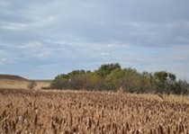 Missouri River Kennels Hunting Photo Gallery
