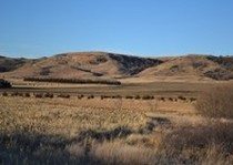 Missouri River Kennels Hunting Photo Gallery