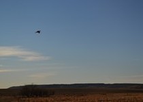 Missouri River Kennels Hunting Photo Gallery