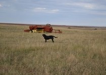 Missouri River Kennels Hunting Photo Gallery