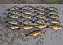 Missouri River Kennels Hunting Photo Gallery