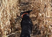 Missouri River Kennels Hunting Photo Gallery