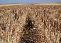 Missouri River Kennels Hunting Photo Gallery