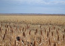 Missouri River Kennels Hunting Photo Gallery
