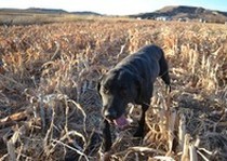 Missouri River Kennels Labs photo gallery.