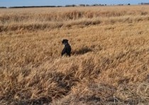 Missouri River Kennels Labs photo gallery.