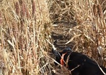 Missouri River Kennels Labs photo gallery.