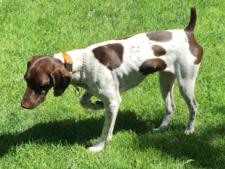 Brian Johnson    Dogs name is oshie
